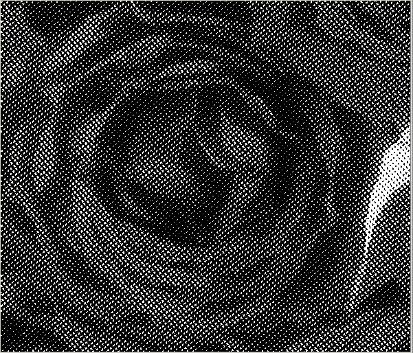 image\RoseHalfTone.gif