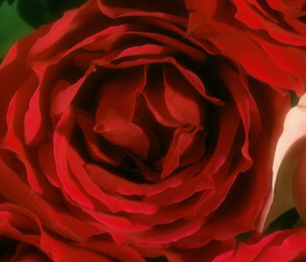 image\rose.gif