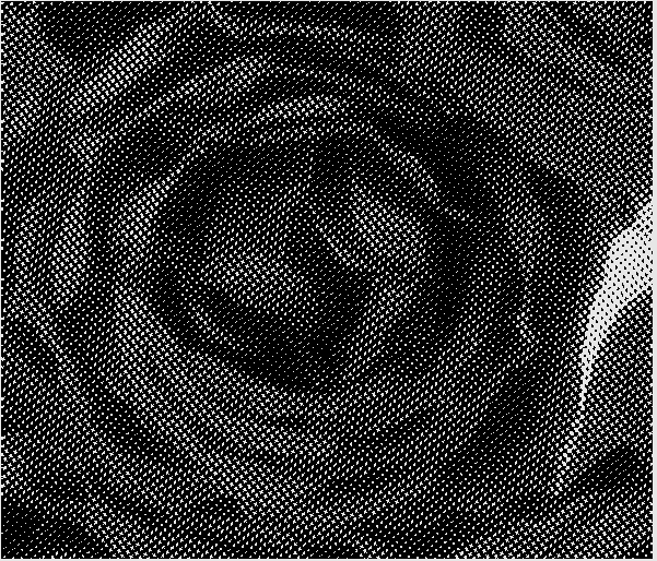 image\RoseHalfTone.gif